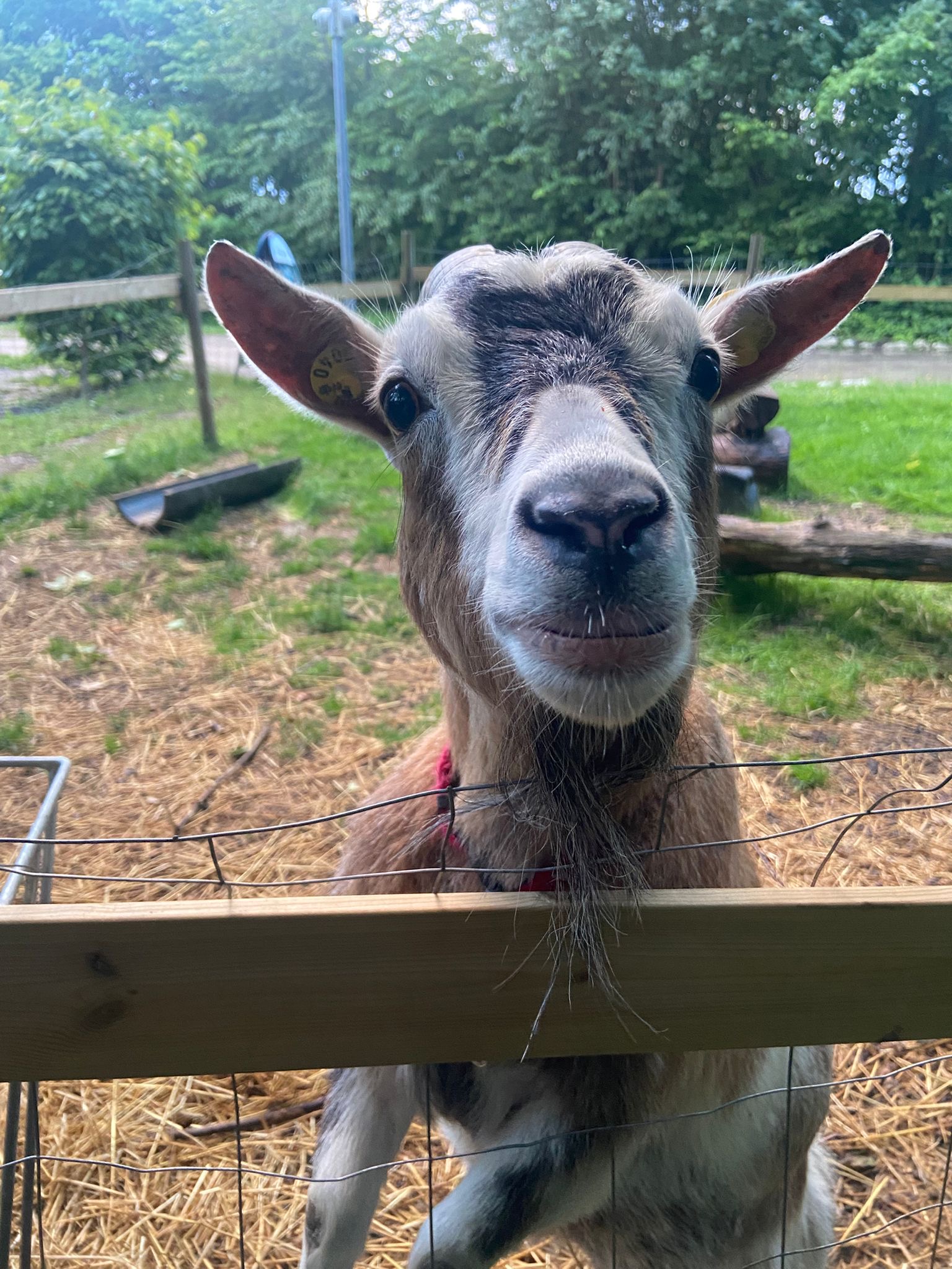 Savanah_goat_nivå